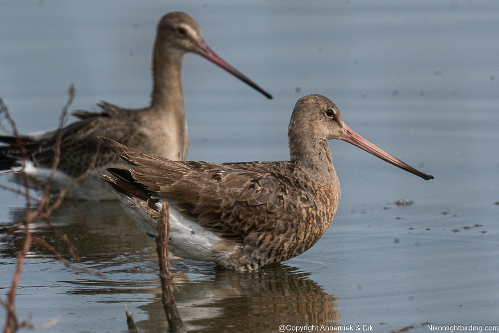 bar-tailed godwit