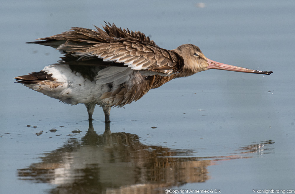 baaar-taile godwit