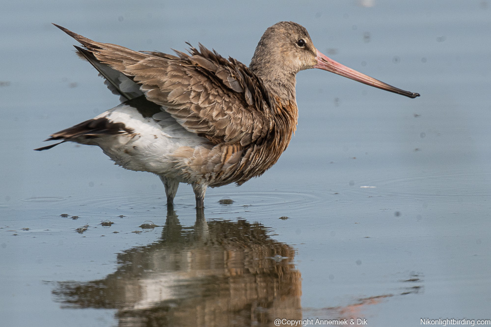 bar-tailed godwit