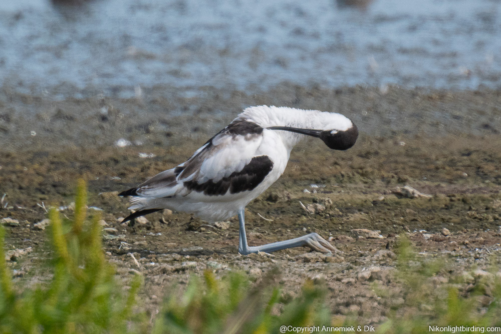 avocet