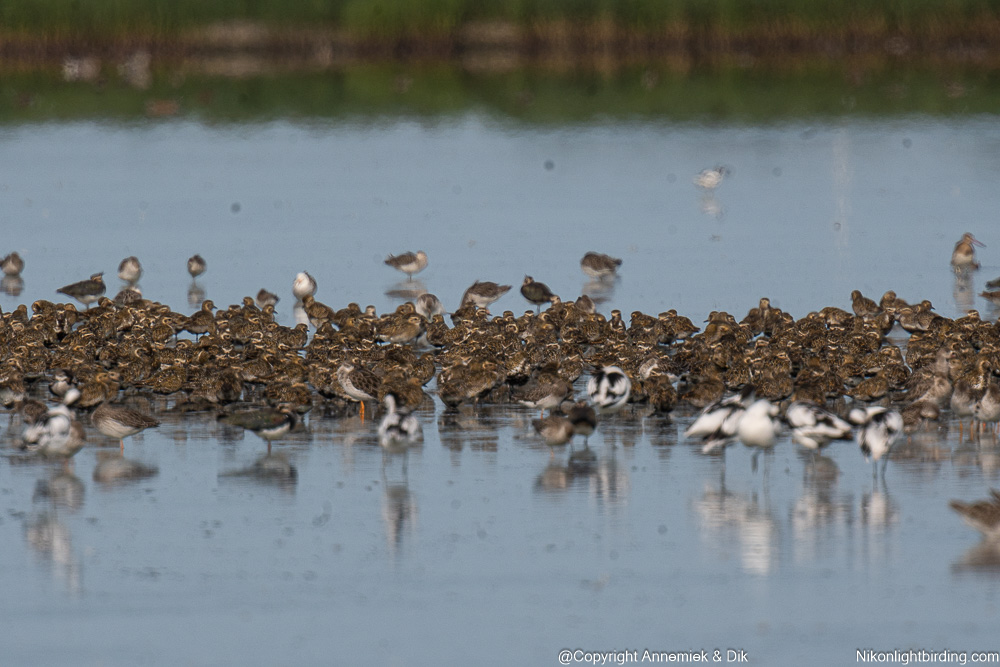 golden plover