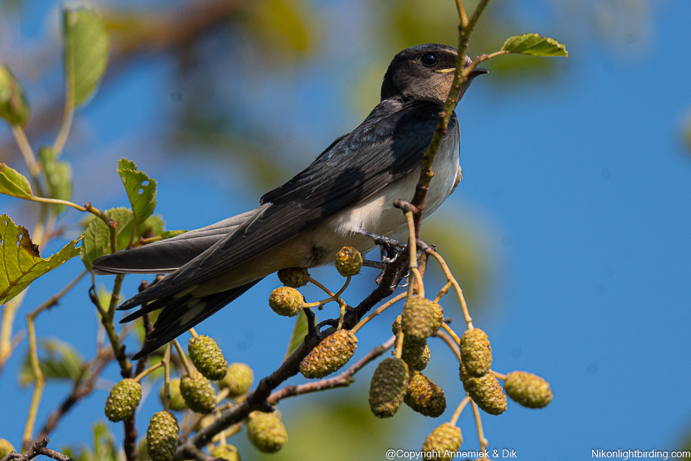 swallow