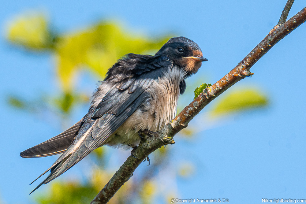 swallow