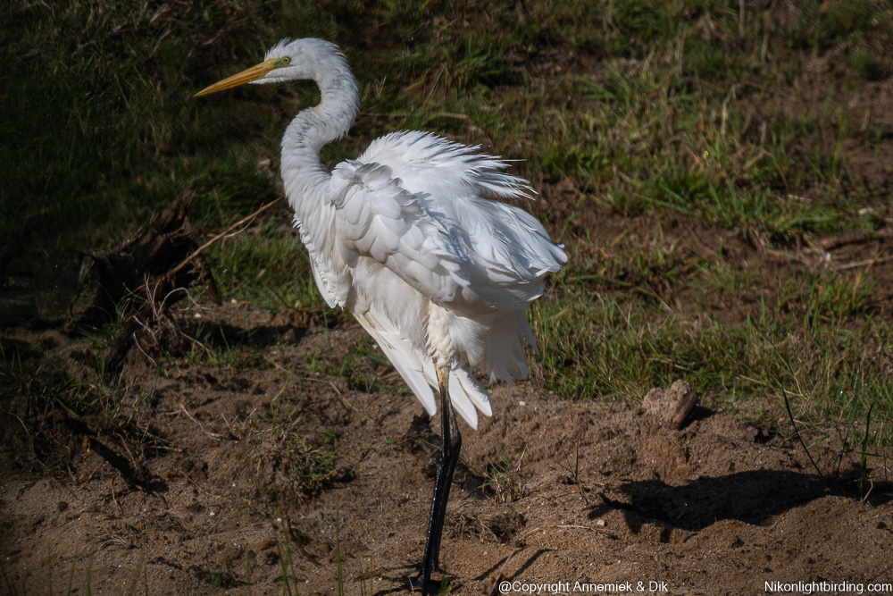 great white heron