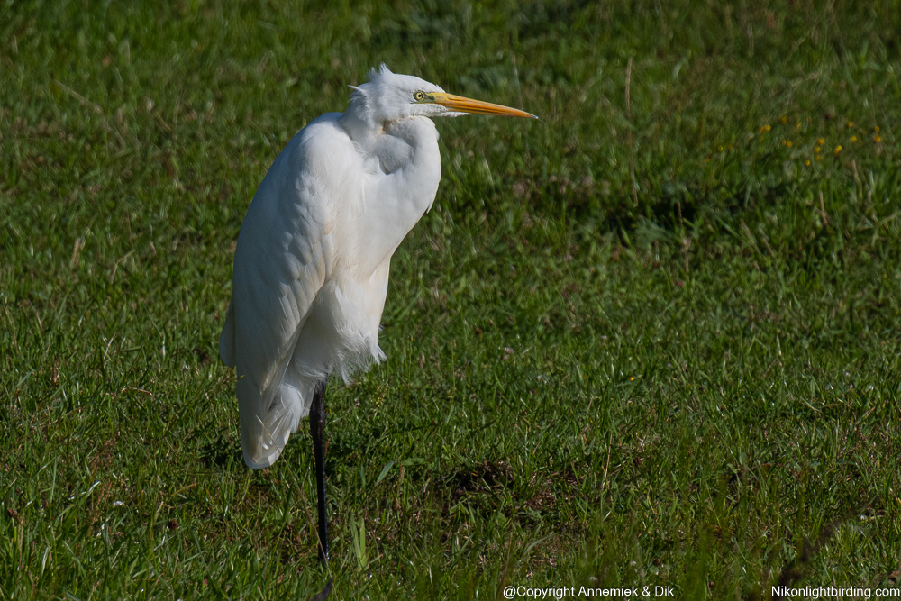 Great White Heron