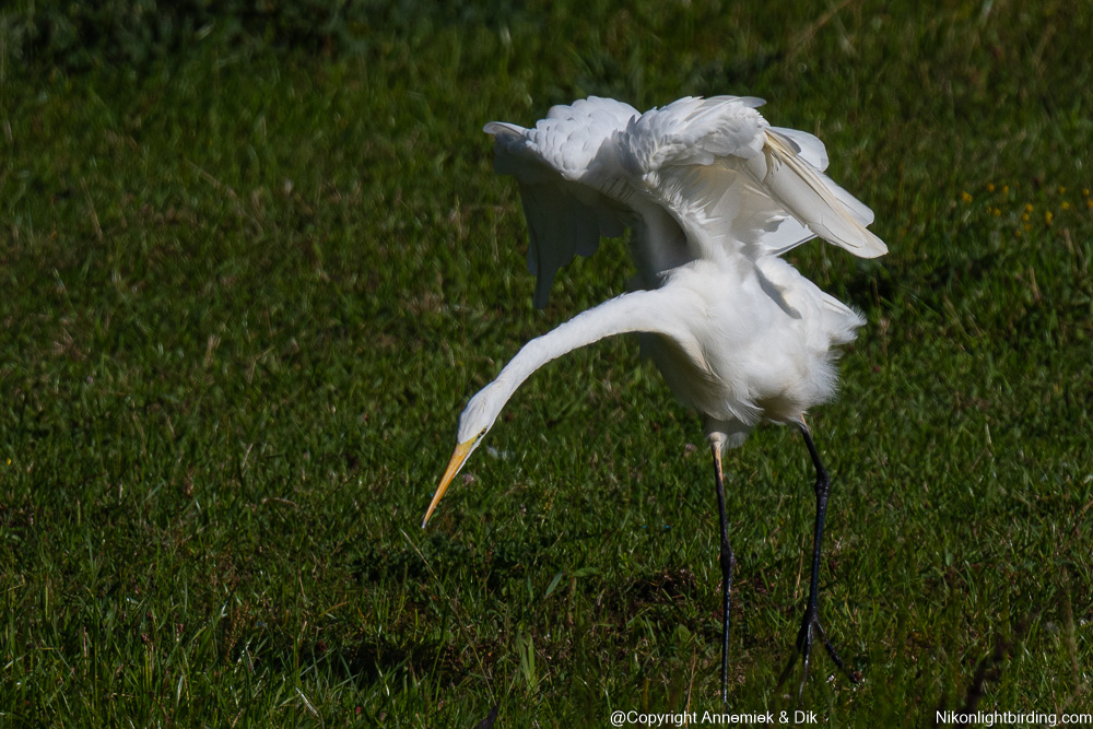great white heron