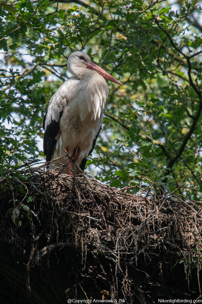 White Stork