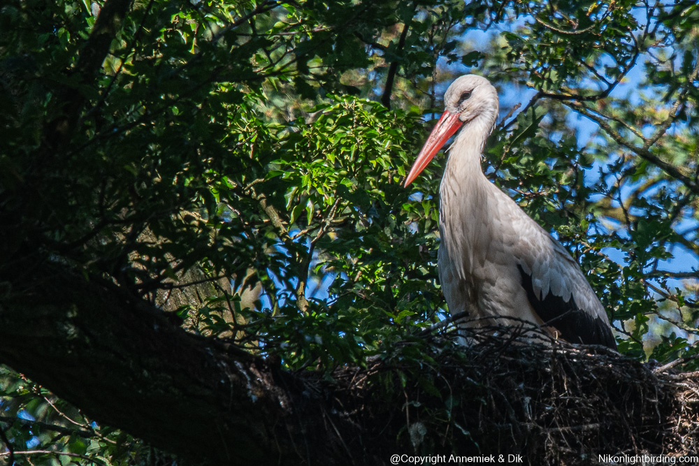 white Stork