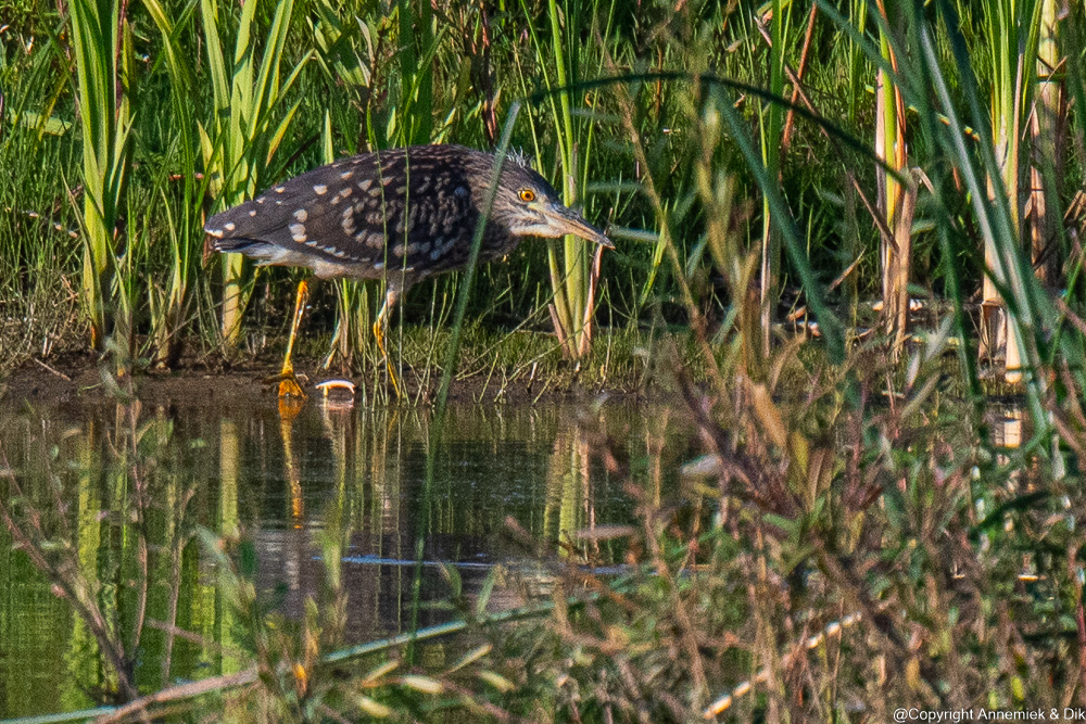 night heron juvenile