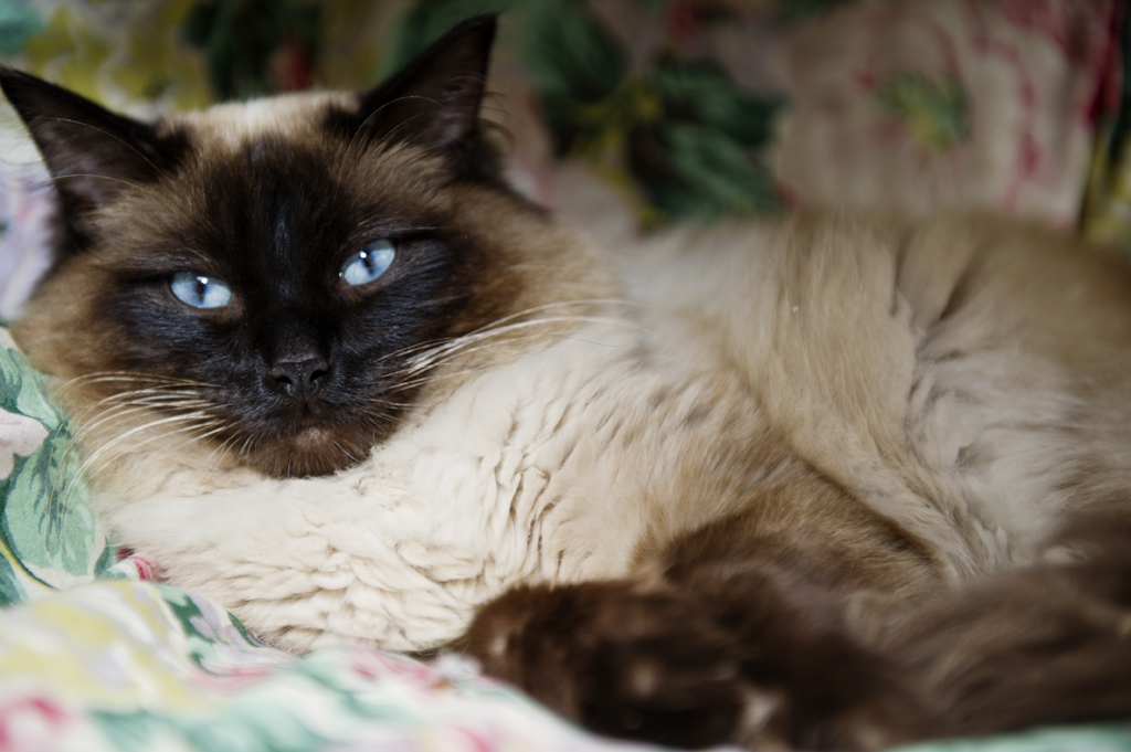 Bir Kedim Bile Yok Diyenlere A Photo From Antalya Mediterranean Trekearth