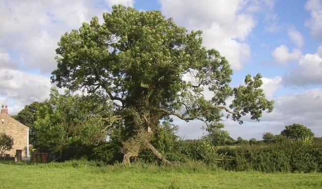 Fraxinus Angustifolia Raywood In 2020 Raywood Ash Tree Tree Tall Trees