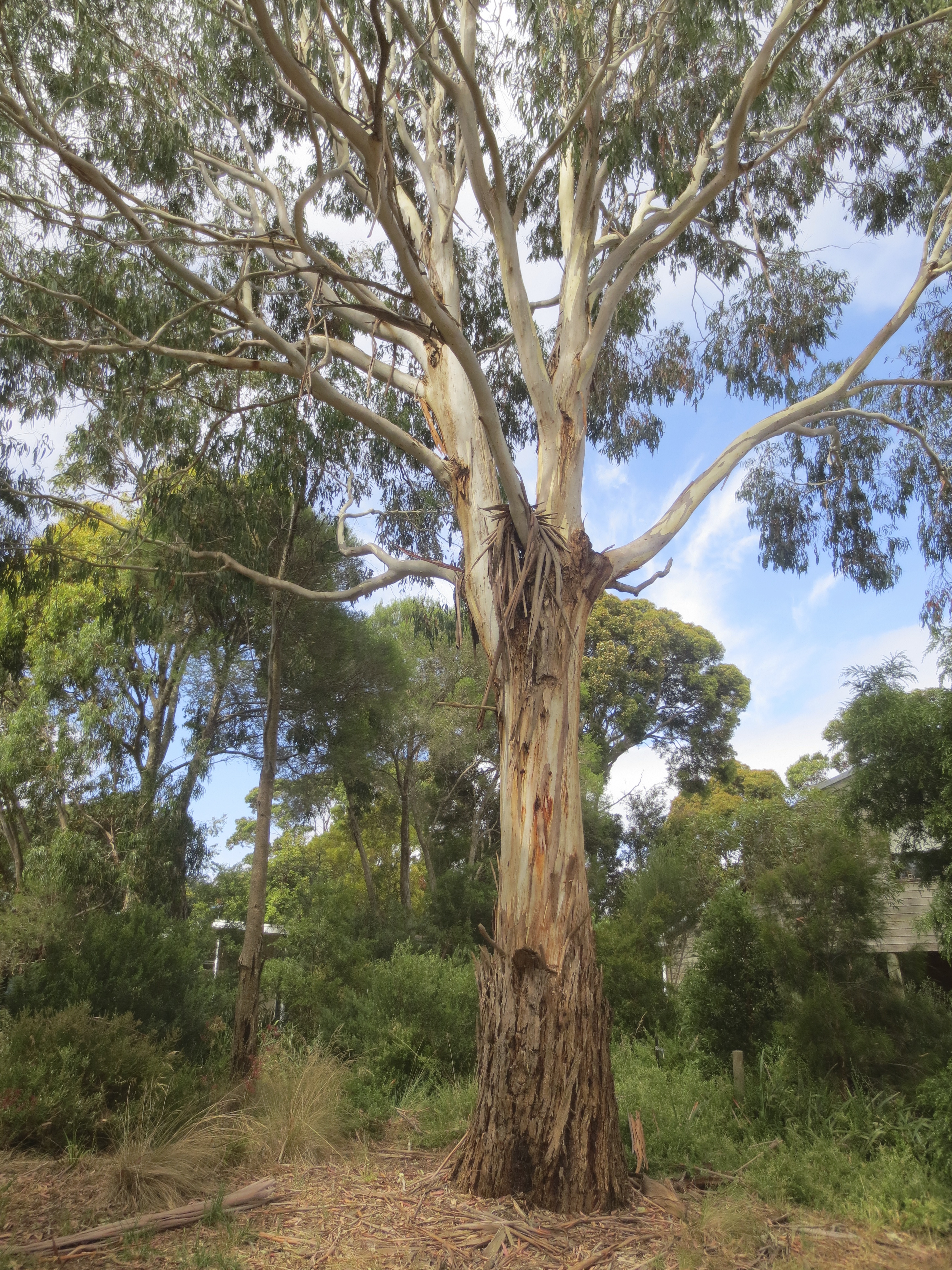 Australian native trees