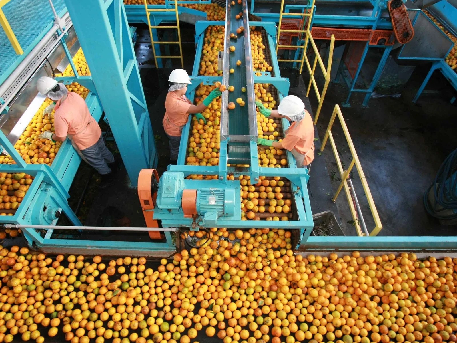Produtores de laranja avaliam deixar frutas apodrecerem devido a tarifas de Trump