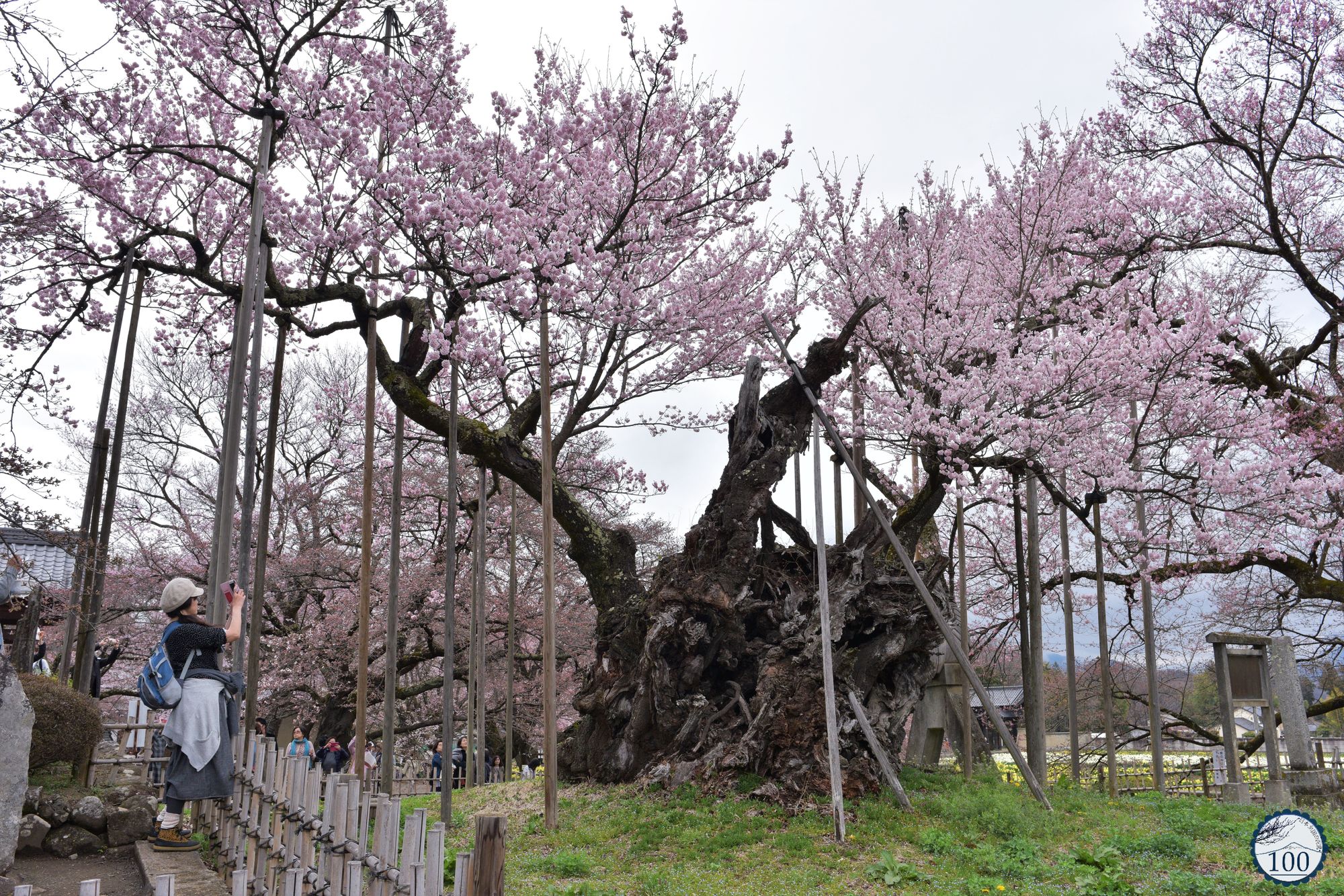 サクラウン Espresso Brown Shoulder Purse | MZ Wallace