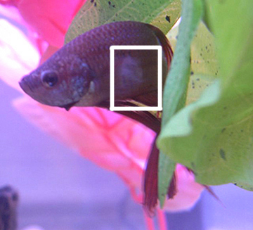 Cotton wool disease (flexibacter columnaris)