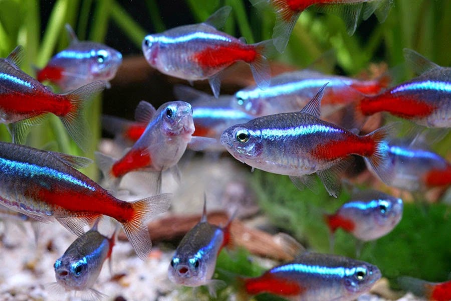 Betta friends, the neon tetra