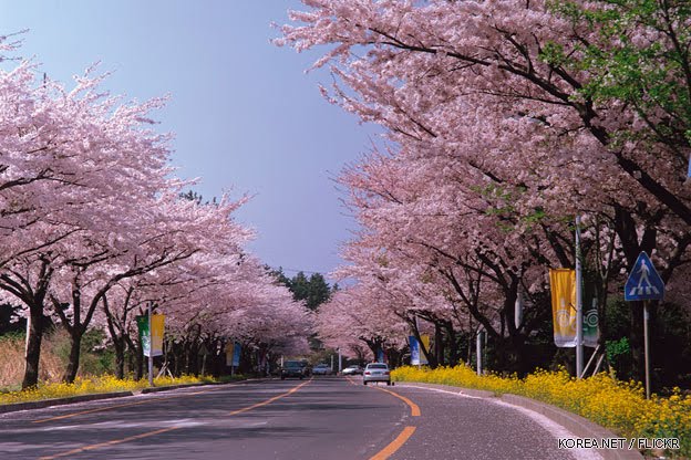 Download Gratis Gambar Berpetualang Di Pemandangan Termegah Se Korea Selatan Pulau Namhae Terupdate oleh www.lampunghits.com