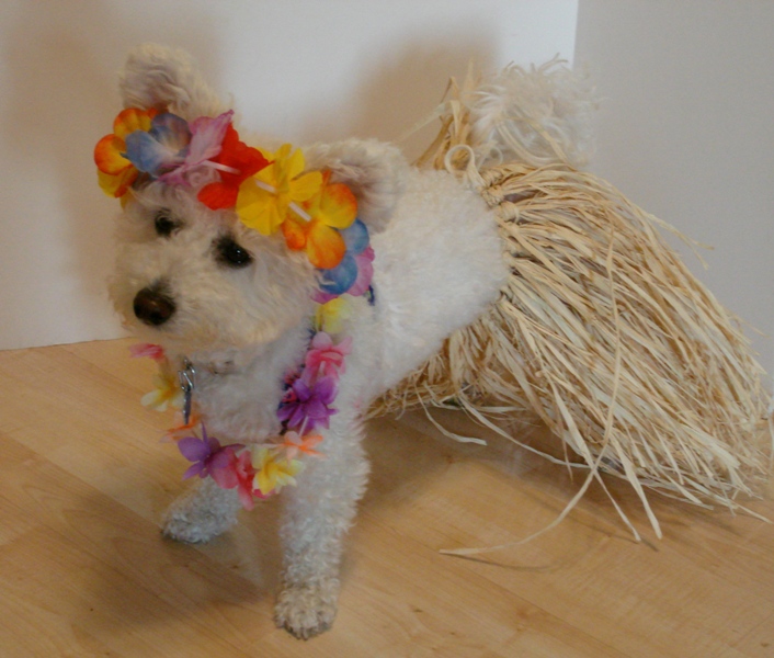 Halloween Dog Costumes You Can Make! Niqqi's log