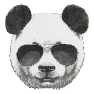 Panda Wearing Aviator Sunglass
