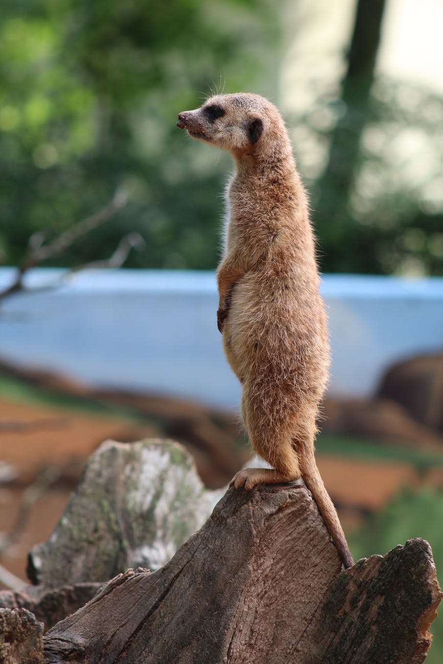 photo The Loyal Mongoose Images the loyal mongoose moral stories