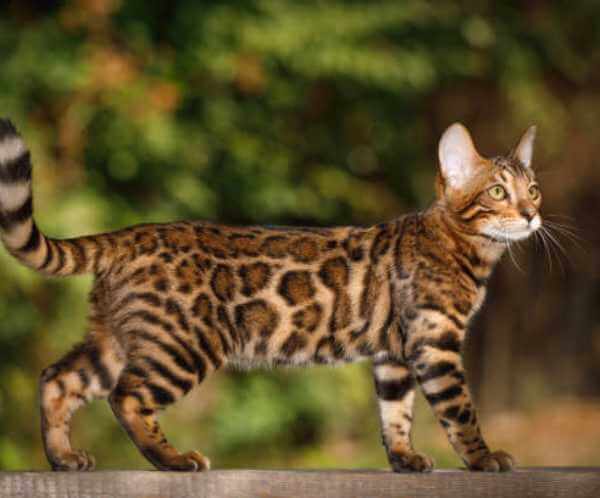 Bengal-Cat.webp