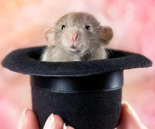 Fancy Rats