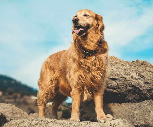 Golden-Retriever.webp