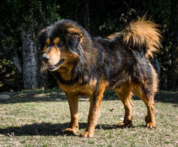 Himalayan Sheep Dog