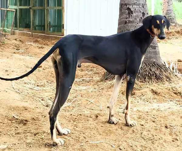 Kanni