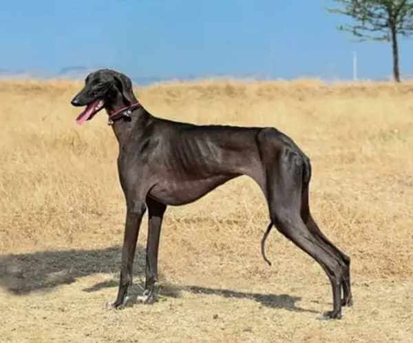 Mudhol-Hound