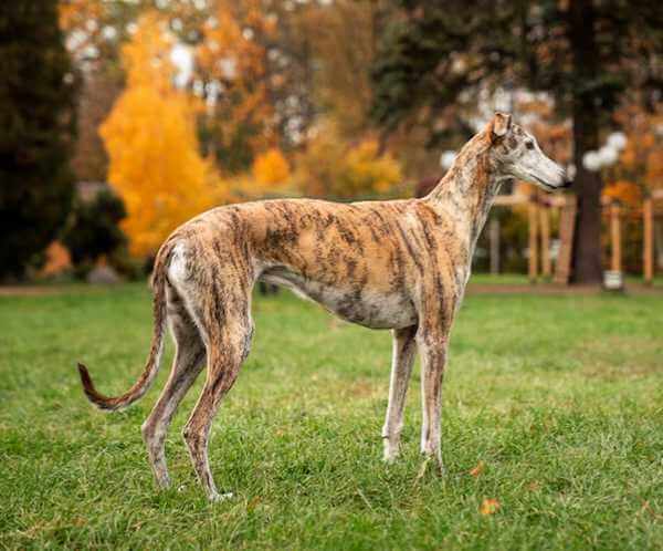 Rampur-Hound