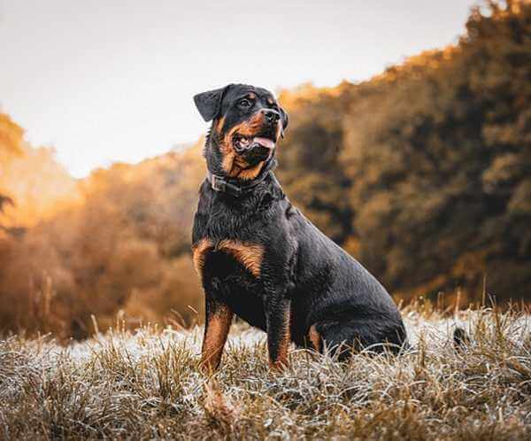 Rottweiler.webp