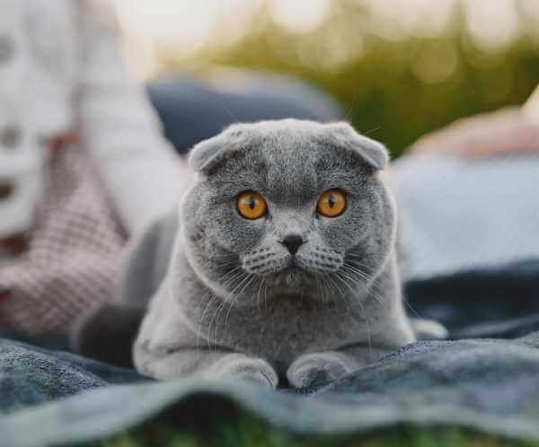Scottish-Fold.webp