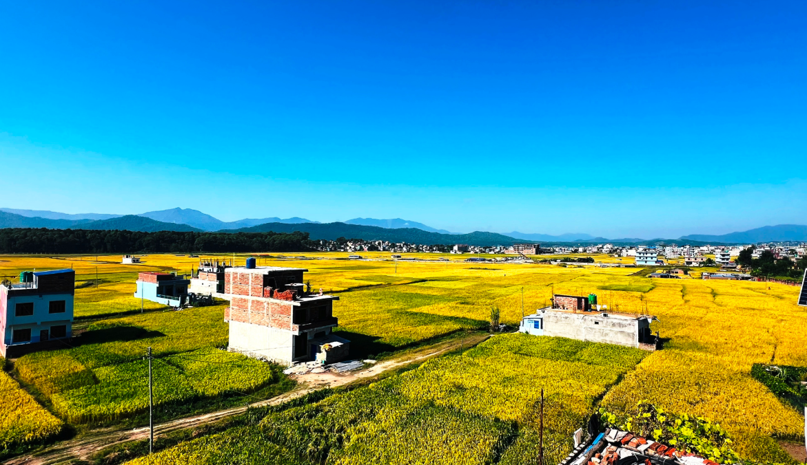 सुनौलो धानले सिँगारियो वीरेन्द्रनगर उपत्यका (तस्बिरहरु)