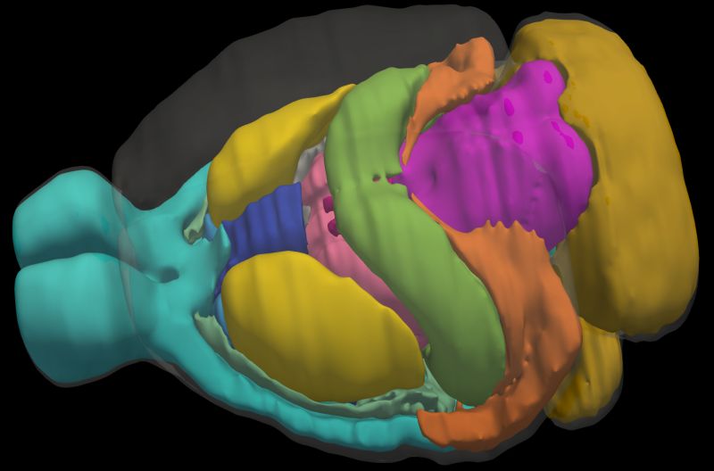 Github Nitinagarwal Mouse Brain Registration Geometry Processing Of - Best Landscape Backgrounds in 8K