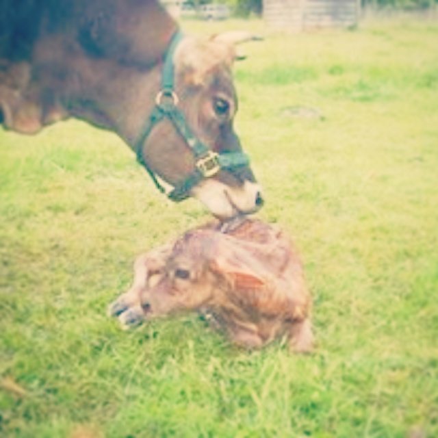 On Why We Keep a Family Milk Cow NittyGrittyLife