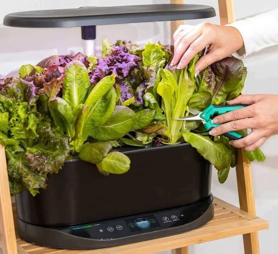 Best Aeroponics in the UK