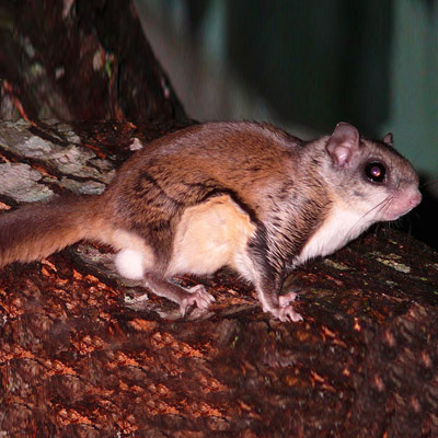 Gray Squirrel Control In Nj Wildlife Control Specialists LLC is a New Jersey Company.