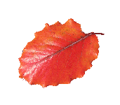 Red leaf at Bayo