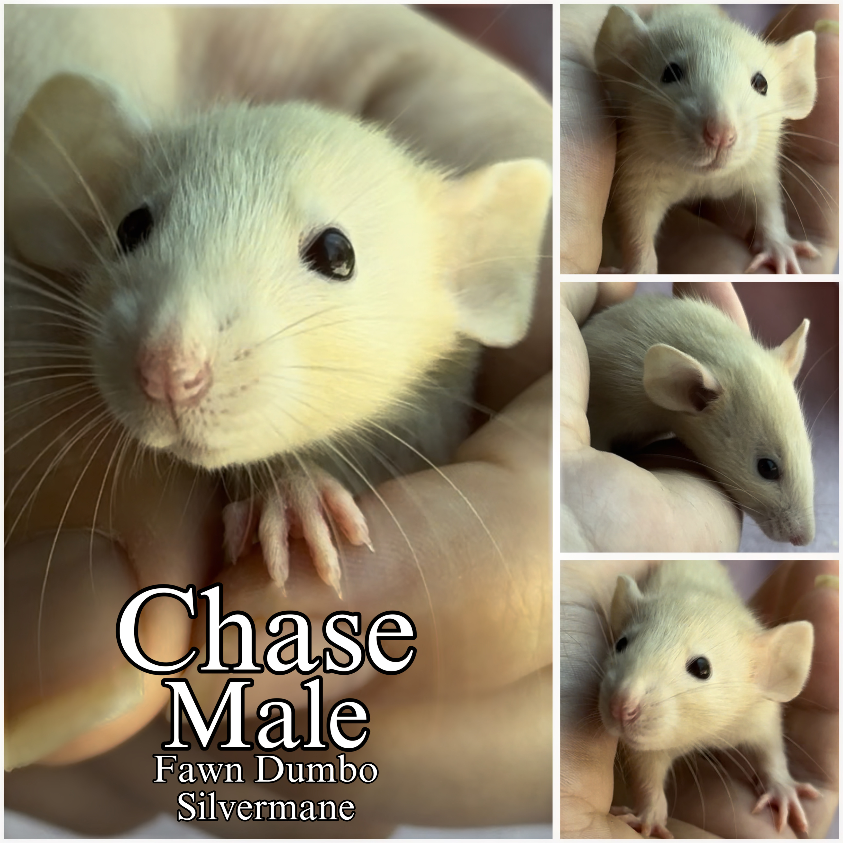 Get Excited For Our Adrenaline Junkie Litter!