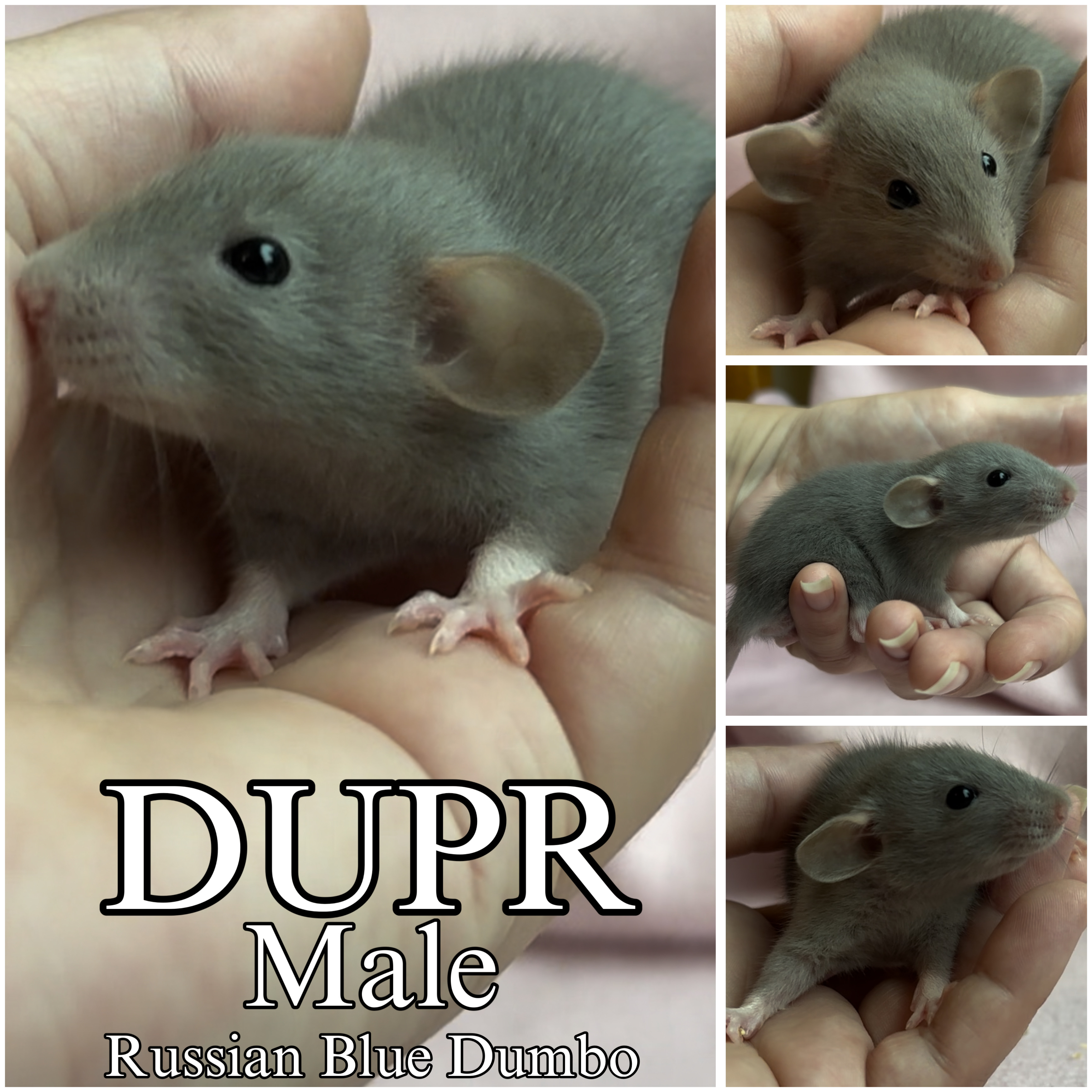 Our Pickleball Litter: Get Ready To Play!