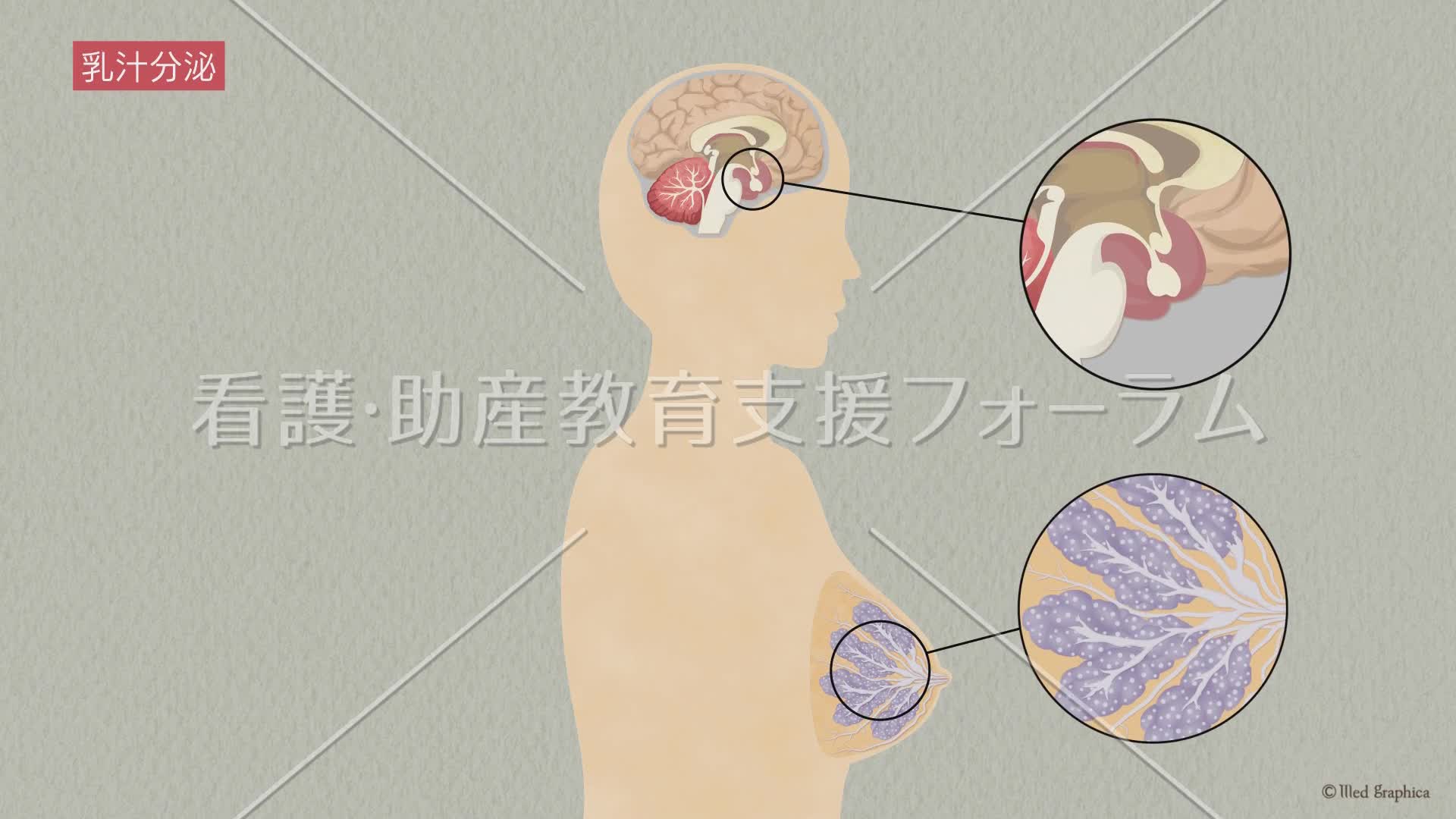 乳汁分泌母乳庫存少 先了解 產後奶水分泌原理 Mrsysy