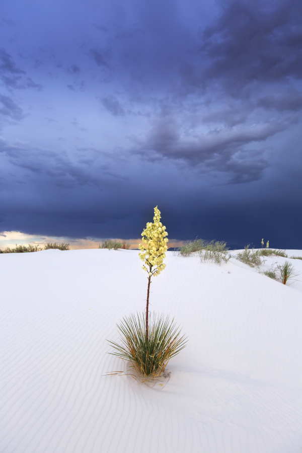 White Sands National Monument New Mexico, USA