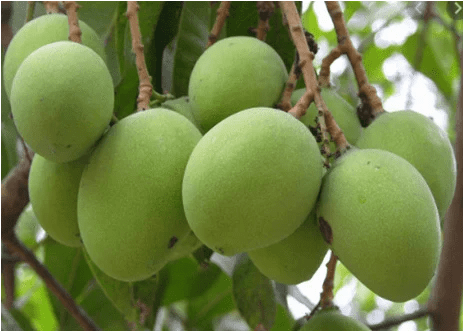 Neelam mango Suppliers in TN