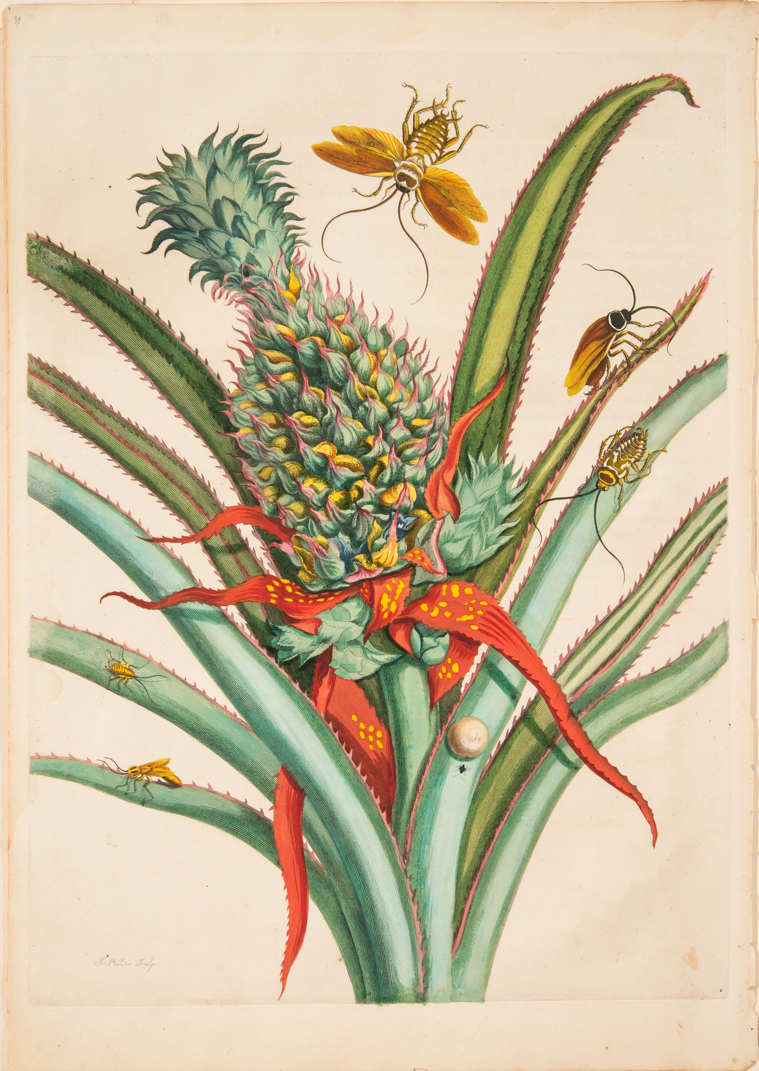 Maria Sibylla Merian | Artist Profile | National Museum of Women