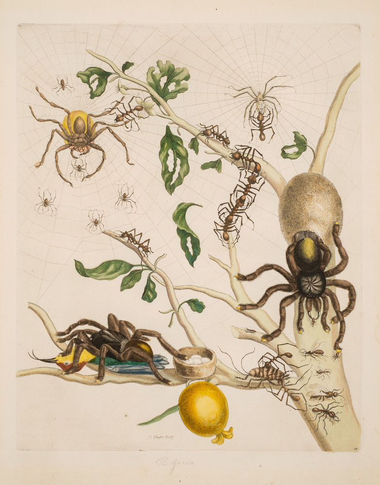 Maria Sibylla Merian | Artist Profile | National Museum of Women
