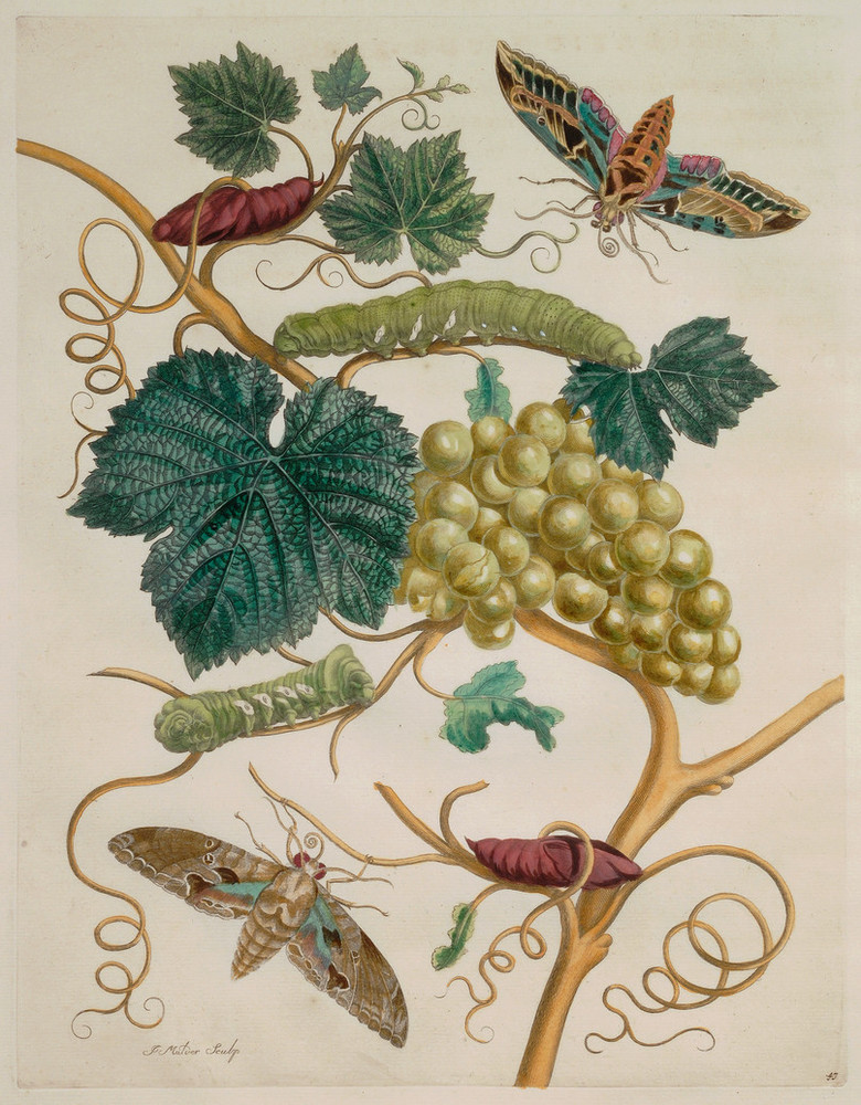 Maria Sibylla Merian | Artist Profile | National Museum of Women