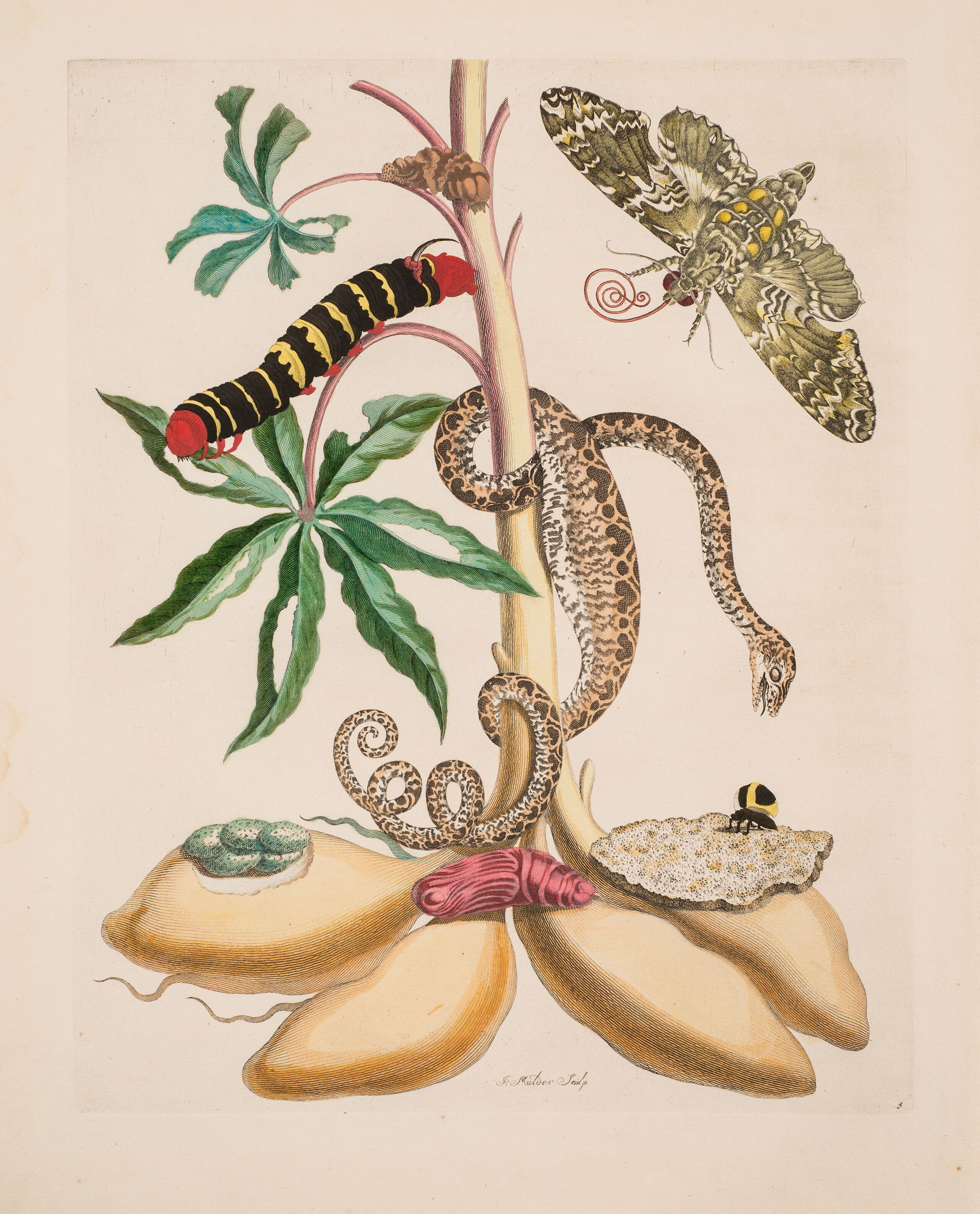 Maria Sibylla Merian | Artist Profile | National Museum of Women