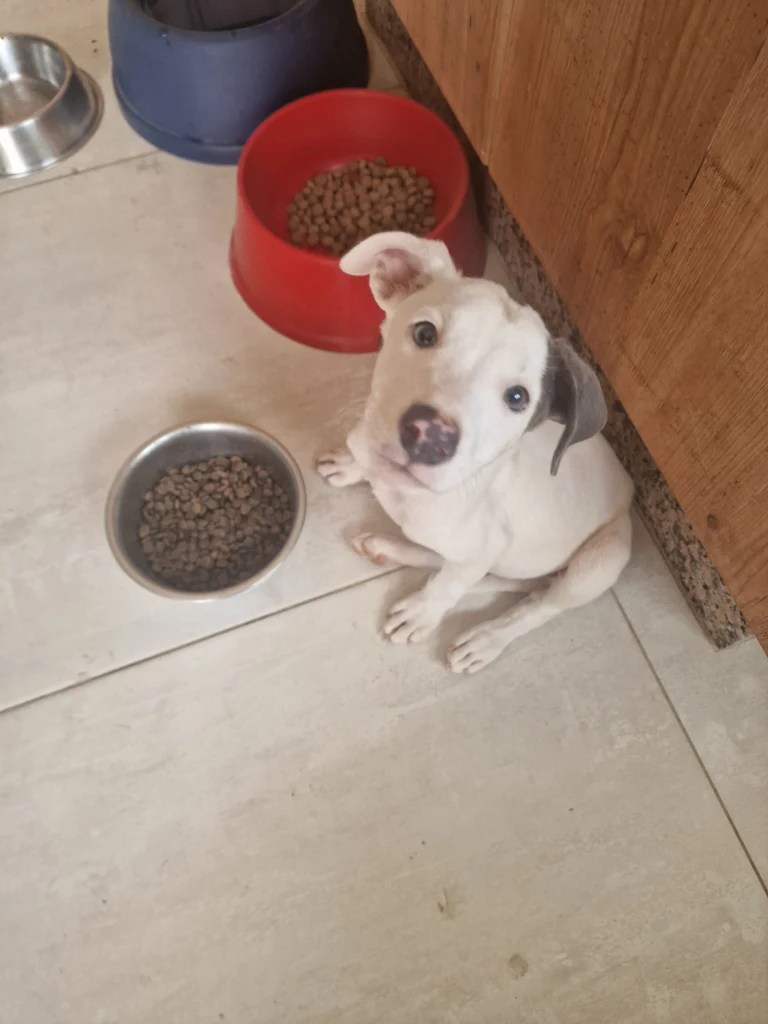 Male Puppy 20260817