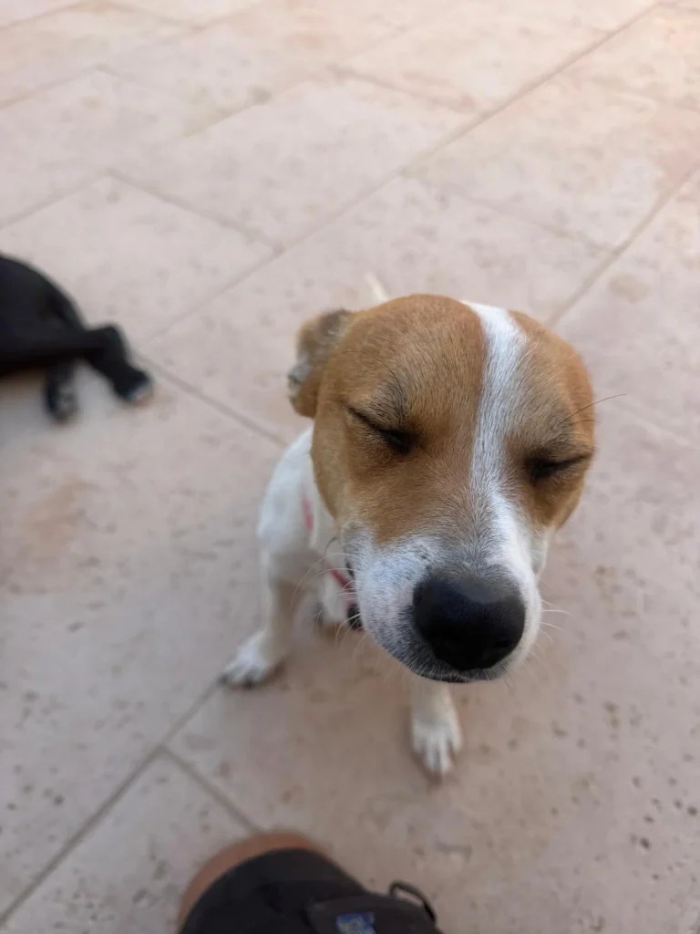 Milo
